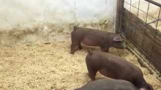 14-8 Duroc Gilt