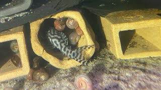 My Favorite Plecos - L173 Hypancistrus and L306 Panaqolus