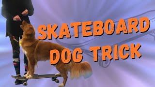 How to teach your dog to ride skateboard by Mix Match Dog Trick Tutorials 148 views 3 years ago 4 minutes, 3 seconds