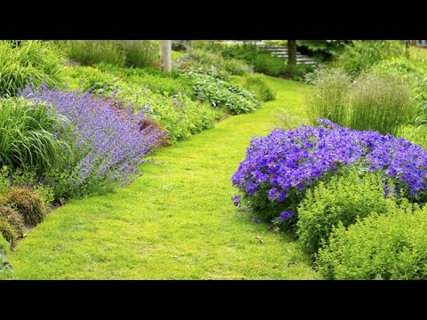 Video: Césped para suelos arenosos: cómo plantar un césped en suelos arenosos