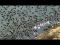 massive Migratory Birds (American Coots) at Lighthouse Park, West Vancouver, BC - April 2015