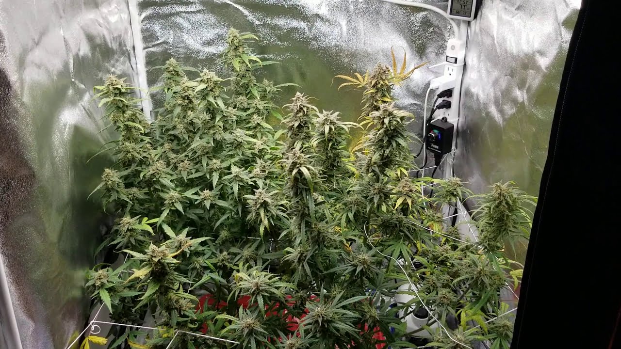 EZHYDROGROW.COM Last day before harvest!!! DWC hydroponic grow tent system.