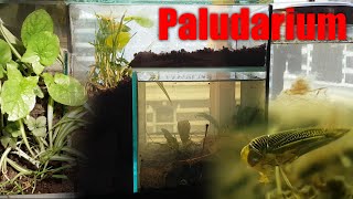 Seeing What Lives Around Me By Making A Paludarium Ecosphere / Closed Ecosystem
