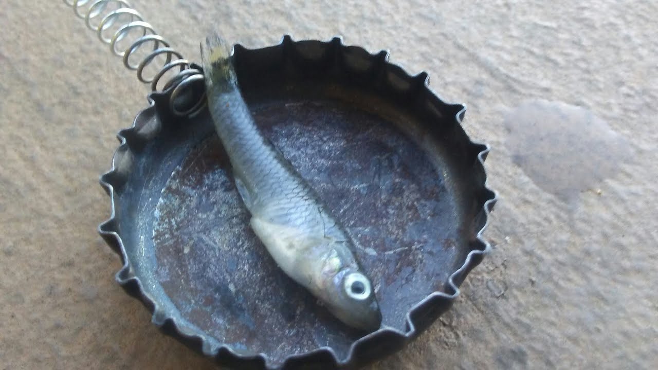 Mosquitofish catch and cook! YouTube