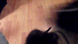 CIMG4411.AVI