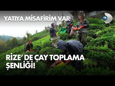 Rize'de çay toplama şenliği! Yatıya Misafirim Var 21. Bölüm