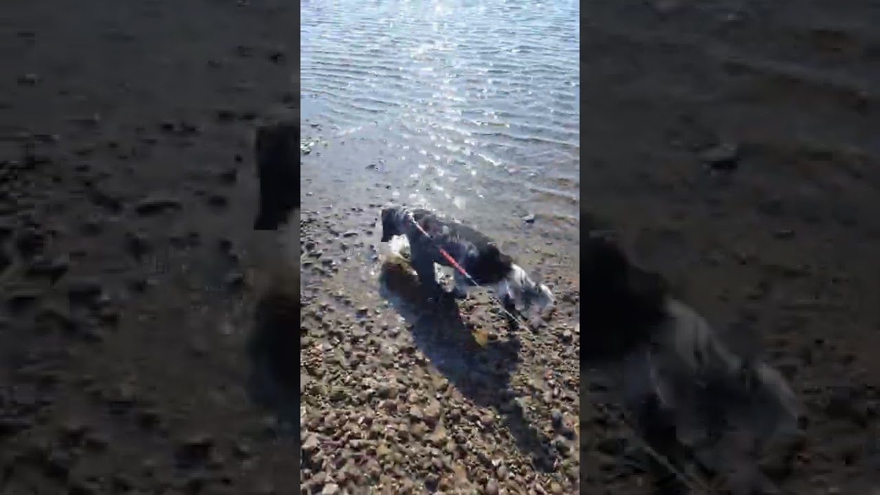 Roxi On Ravenscar Beach Padding