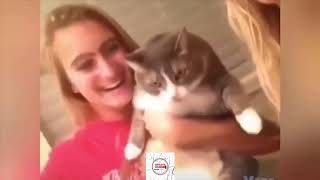Kedi Terörü Ve Komik Kediler