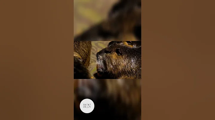 Did you know about Rats?  #reels #natgeo #viralvideo #animals #viralshort #video #shortreels