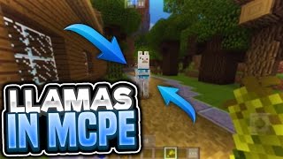 LLAMAS IN MCPE!! - BRAND NEW MOB ADDON FOR MINECRAFT PE 0.16.0/0.17.0! screenshot 3