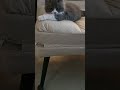 【公主】【貓】【Cat】#kitten #Cats #QQcats #猫咪 #貓 246