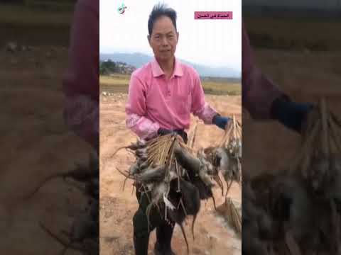 طريقة صيد الفئران وبيعها