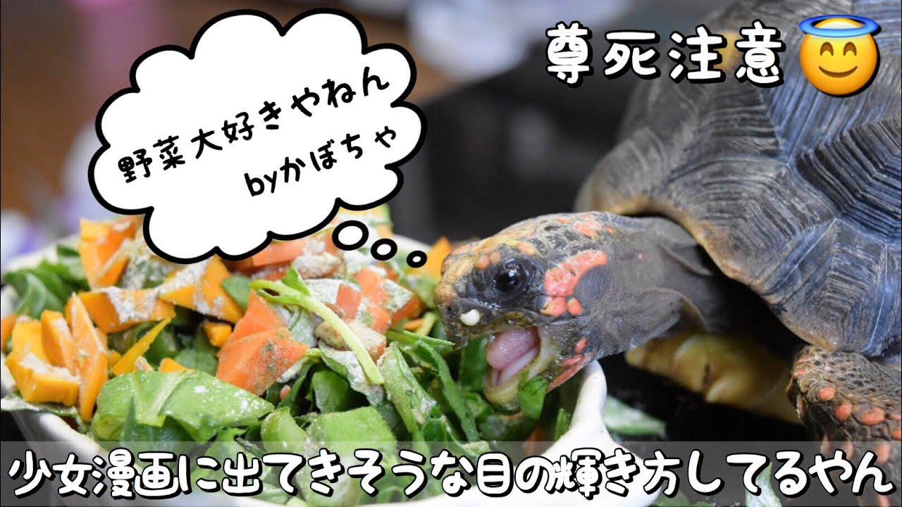 めちゃくちゃ美味しそうに野菜を食べるリクガメが可愛すぎる