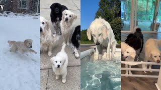 2023 Recap With My Golden Retrievers & Newfoundland Dogs. by Charlie The Golden 18 116,171 views 2 months ago 5 minutes, 22 seconds