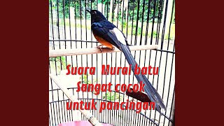 Download Lagu Suara Murai Batu Sangat Cocok Untuk Pancingan (Live) Download Lagu Suara Murai Batu Sangat Cocok Untuk Pancingan (Live)