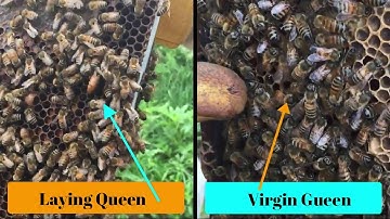 Setting up mating nucs