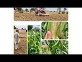 Amazing Agriculture Farm Tecnology- village Life cycle of sweet corn Harvesting #corns#villagelife