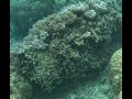 Great Barrier Reef - April 2026