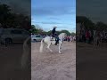 Caballo el pijama 🐴 de la yeguada DC bilado en el jupare en las fiestas tradicionales de SS26🤠🔥