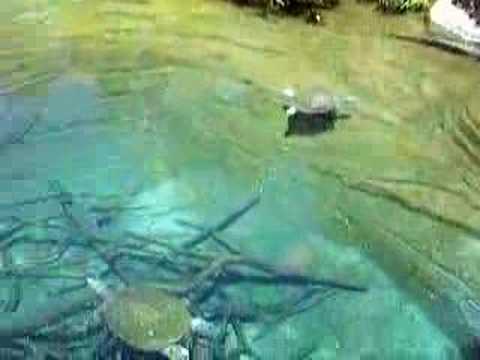 aquatic park san mateo Crocodiles at the San Diego Zoo (part 2)