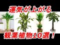 【風水】運気が上がる観葉植物10選！「金運」や「健康運」のＵＰなど人気の モンステラ をはじめとするお勧めの観葉植物