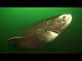 Greenland Sharks (HD) | JONATHAN BIRD'S BLUE WORLD