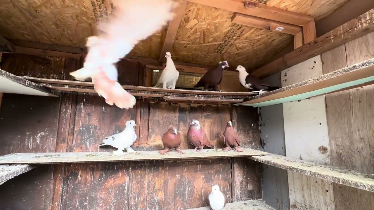 الأحمر العراقي في اوربا  احلى المتابعين صورنالكم طبكات الموسم والشغل الجديد بالمزرعة🌹🌹🌹