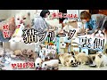 猫ブリーダーの裏側すべて公開します！