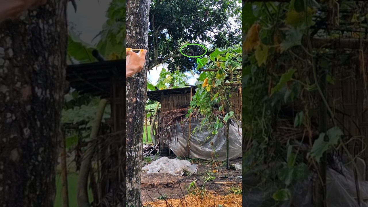 wild dove hunting with slingshot 