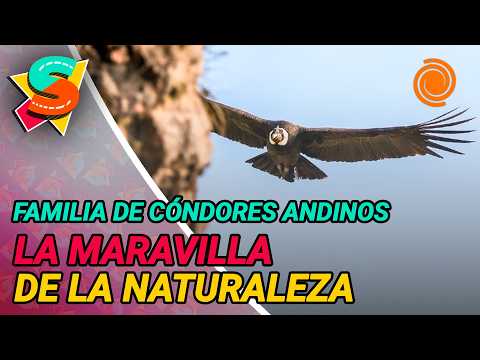 WHAT THE NEST TAUGHT US, the Cordoba documentary about the condor born in Pampa de Achala