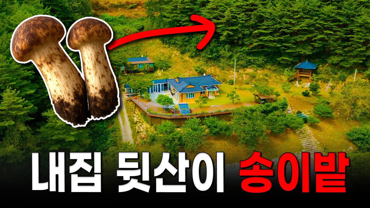 집에서 송이버섯 나는 역대급 전원주택