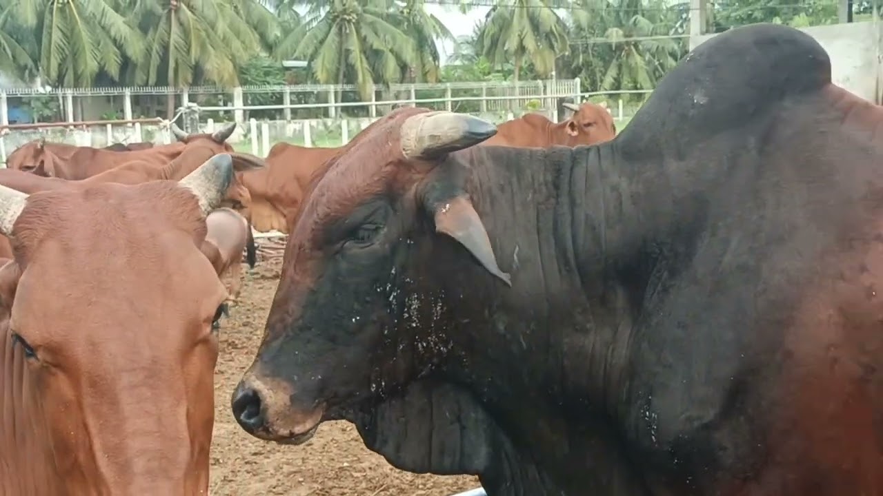 19 tháng 1 tiếp tục giao bò chữa đẹp bò lứa đẹp về vũng tàu 0984471687