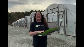 Undemanding And Easy Juncus Tenuis