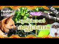 പുലിവാൽ കല്ല്യാണം | Pulival Kalyanam Puppykuttan webseries Malayalam Comedy EP 24
