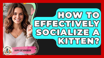How To Effectively Socialize A Kitten? - Happy Cat Handbook