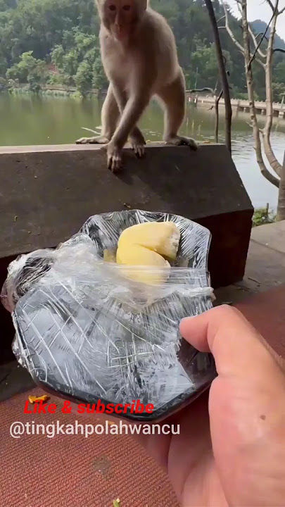 Monyet Makan Durian? 😆 #shorts #monyet #monyetlucu #monyetpintar