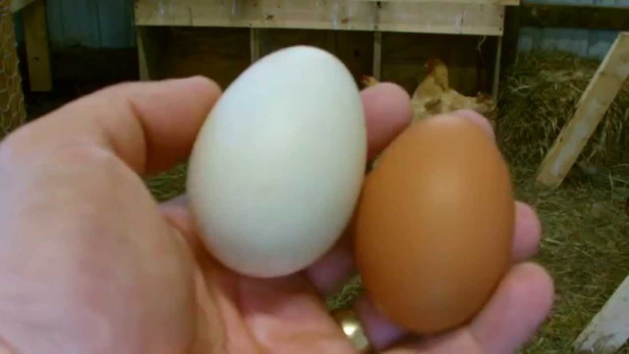 We Now Have Duck Eggs YouTube