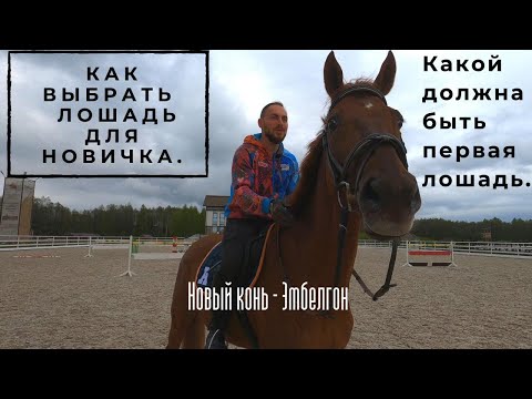 Новый конь. Какой должна быть первая лошадь.?? Как выбрать лошадь для новичка?