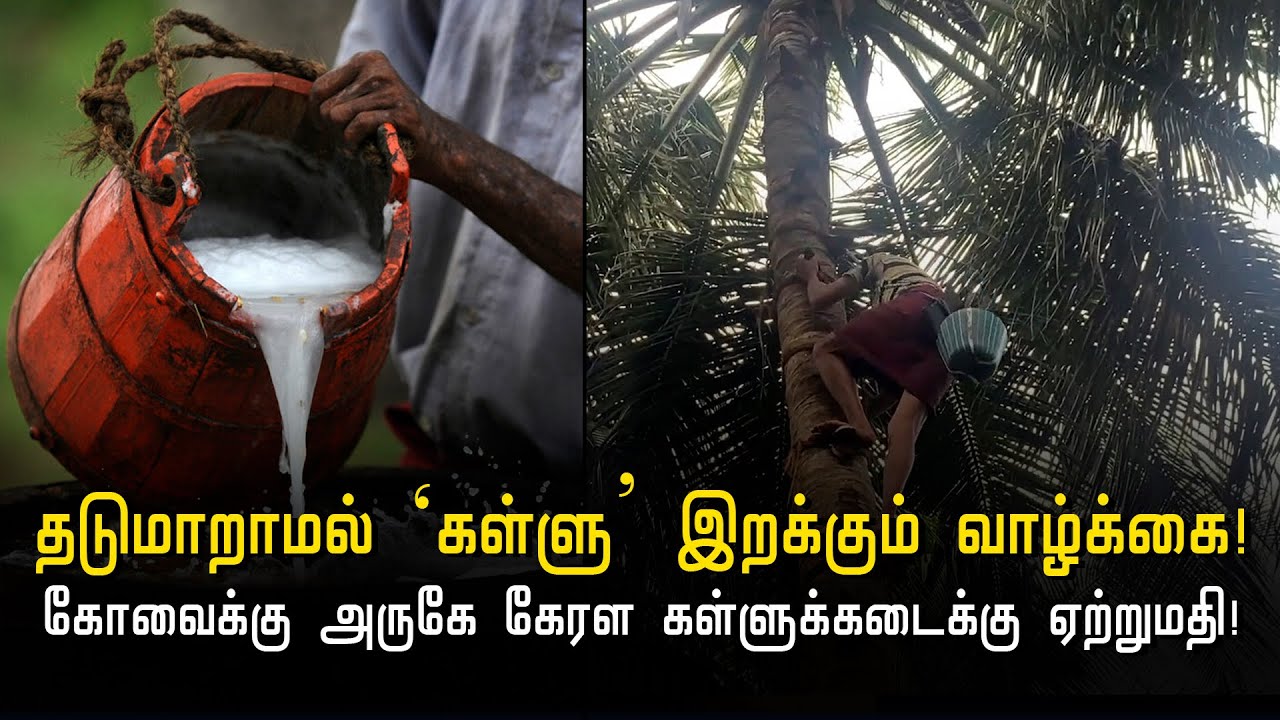 ‘கள்ளு’ எடுப்பது இப்படித்தான்! ‘கள்ளு’ மரங்களுக்கு வரி உண்டு! | Toddy kerala | Hindu Tamil Thisai