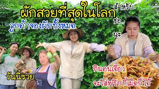 EP.382 |Take a look at all the Thai vegetables in the garden.All kinds of beautiful vegetables