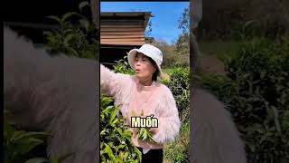 Sai Lầm Nghiêm T.rọng Nếu không Hiểu Rõ Tác Dụng Dụng Trà Atiso Đà Lạt Và Chè Xanh