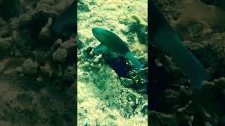 Under the Sea #underwater #fish #diving #gopro11 #ocean #redsea #underwaterworld #colourfulfish