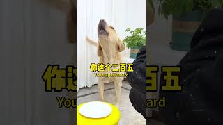 【旺仔很忙🐶Wangzai Is Busy】这狗子玩不起，骂得还真难听This Dog Can't Handle It, And The Scolding Is Really Harsh.