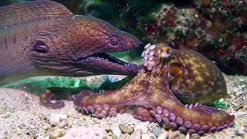 🌊 Underwater View: Exploring the Hidden World Beneath the Waves