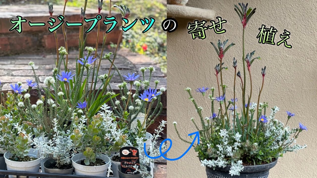 オージープランツの魅力的な寄せ植え - YouTube