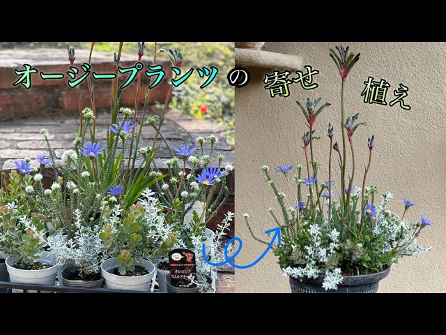 オージープランツの魅力的な寄せ植え - YouTube