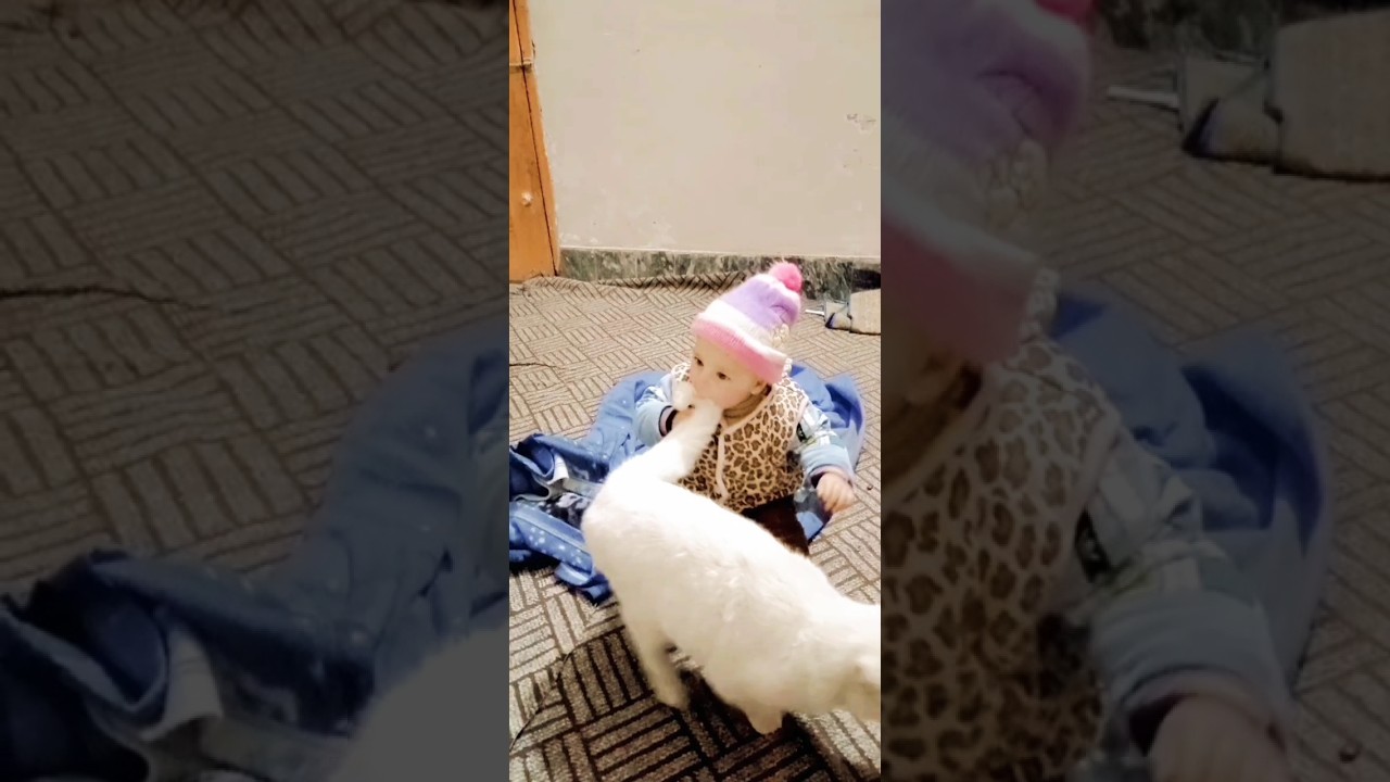 Baby Eating Cat Funny Video trending viral shorts YouTube baby-eating-cat-funny-video-trending-viral-shorts-youtube