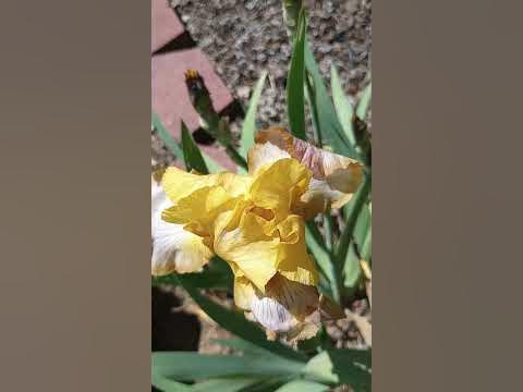 Iris Brown Lasso - YouTube