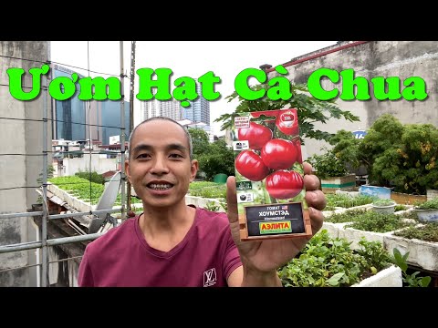 Video: Trồng Cà Chua Từ Hạt Giống: Cách Trồng Hạt Giống Cà Chua