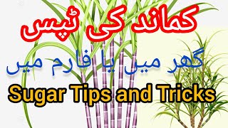 Sugar Grow and Tips Home Garden and Sugarcane Seeds Farming and Pakistan anas garden ideas